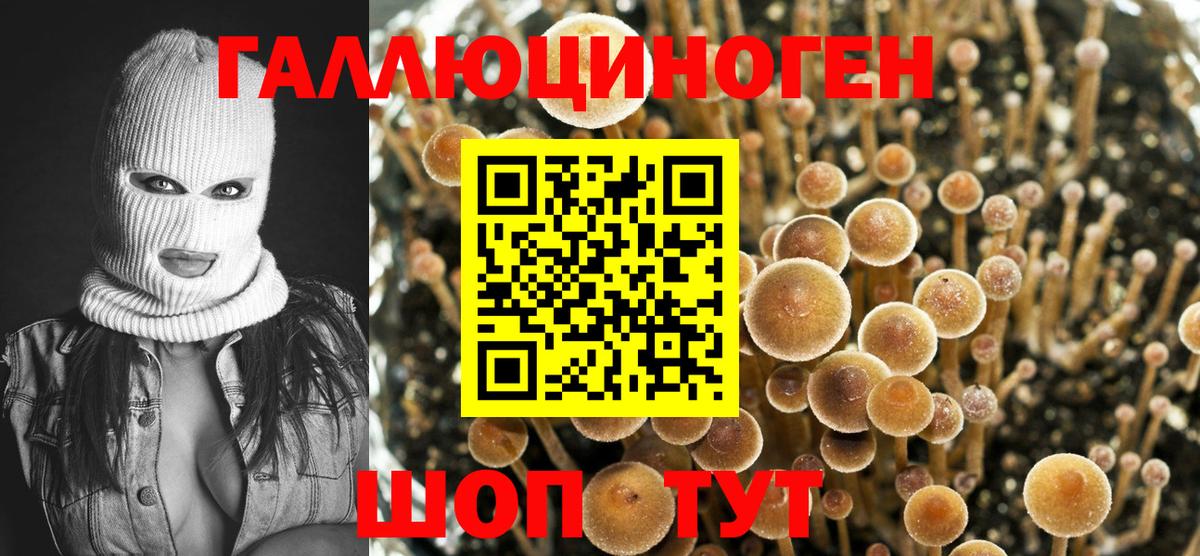 Галлюциногенные грибы Psilocybine cubensis Ртищево